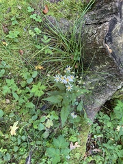 Symphyotrichum undulatum