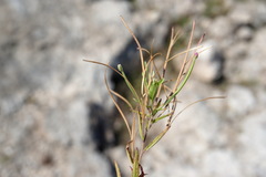 Epilobium tetragonum