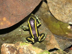 Dendrobates truncatus