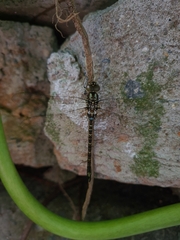 Rhionaeschna