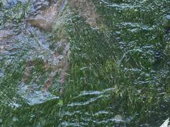 Ranunculus trichophyllus