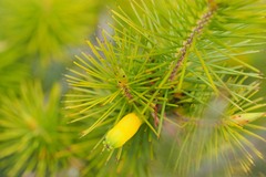 Stenanthera pinifolia