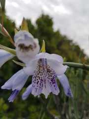 Gladiolus caeruleus