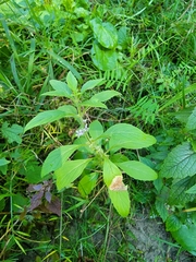 Mentha canadensis