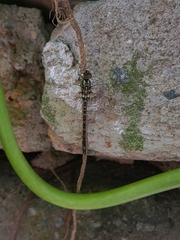 Rhionaeschna