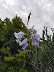 Gladiolus caeruleus