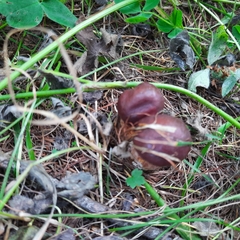 Suillus clintonianus
