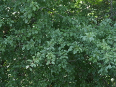 Prunus cerasifera