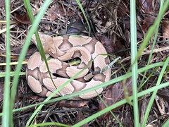 Agkistrodon contortrix