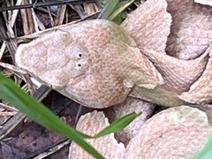 Agkistrodon contortrix