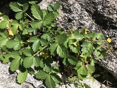 Potentilla albiflora