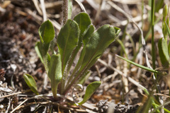 Erigeron grandiflorus