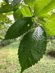 Ulmus americana