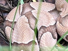 Agkistrodon contortrix
