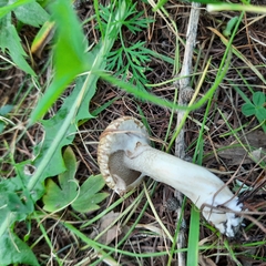 Suillus viscidus