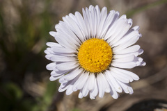 Erigeron grandiflorus