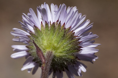 Erigeron grandiflorus