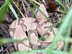 Agkistrodon contortrix