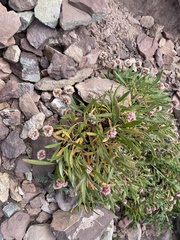 Eriogonum coloradense
