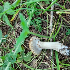 Suillus viscidus
