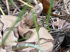 Agkistrodon contortrix