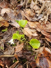 Viola renifolia