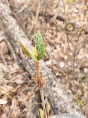 Shepherdia canadensis