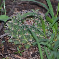 Mammillaria meiacantha