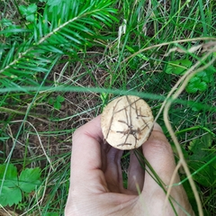 Suillus viscidus