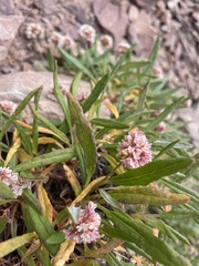 Eriogonum coloradense