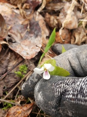 Viola renifolia