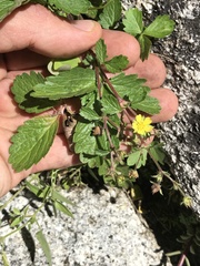 Potentilla albiflora