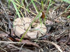 Agkistrodon contortrix
