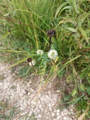 Trifolium montanum