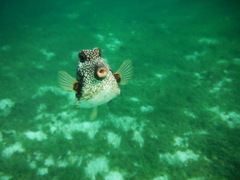 Lactophrys triqueter