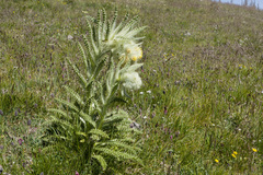 Cirsium funkiae