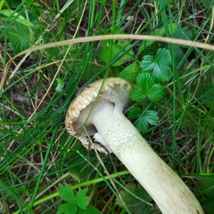 Suillus viscidus