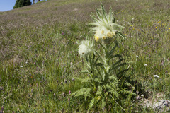 Cirsium funkiae