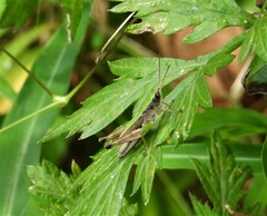 Dichromorpha viridis