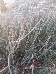 Ephedra foeminea