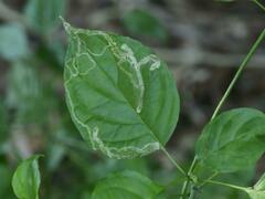 Phytomyza agromyzina group