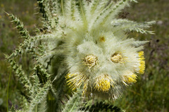 Cirsium funkiae