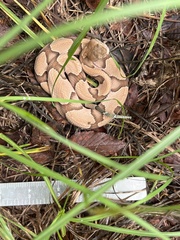 Agkistrodon contortrix