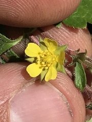 Potentilla albiflora