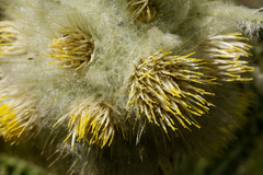Cirsium funkiae