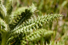 Cirsium funkiae