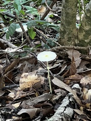 Leucocoprinus fragilissimus