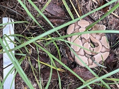 Agkistrodon contortrix