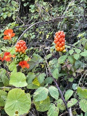 Arum italicum