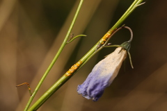 Coleosporium campanulae